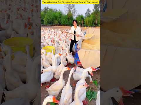 Swan rearing! রাজহাঁস পালন #shorts