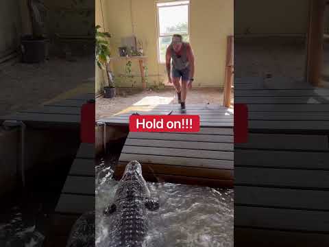 Angry Alligator Doesn’t Want Me To Clean 😱🐊#shorts #alligator