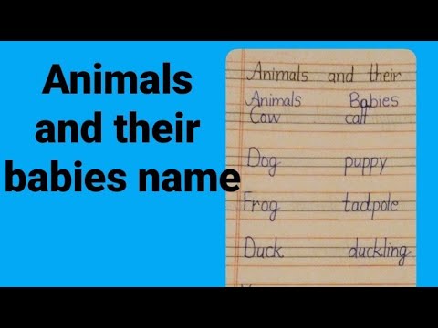 Animals and their babies name | Animals and their young ones | #OM STUDIES