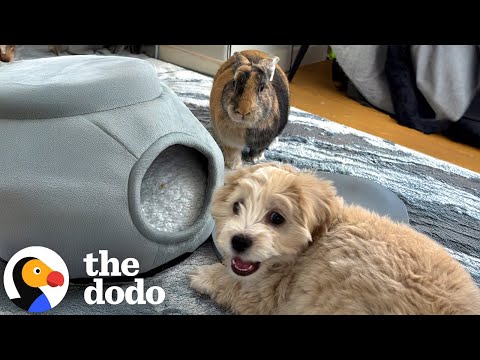 Dog Raised By Bunnies Thinks He's One Of Them | The Dodo