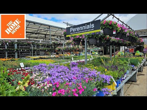 May: New Plants at Home Depot Garden Center 2024 Perennials, Annuals, Shrubs, Evergreens