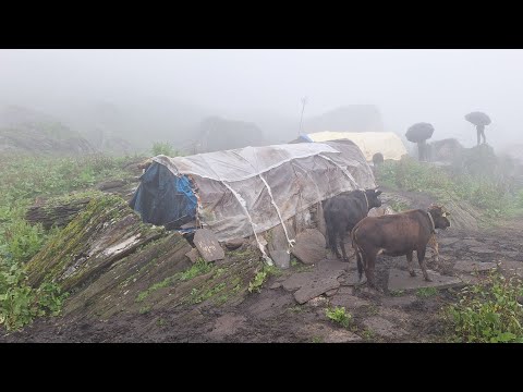 Himalayan Sheep Shepherd Life in Rainu Time | Shepherd Food Cooking | Living With Close Nature