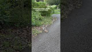 #nature #naturephotograpy #naturecaptures #youtubeshorts #shorts #squirrel #forest #jungle #life