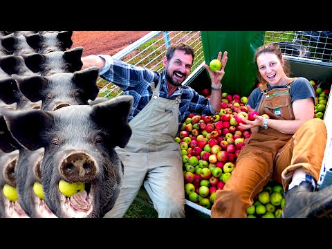 How to turn free apples into bacon - Free Range Homestead Ep 8