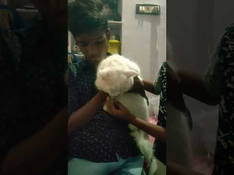 my cute cat || Simba #short #funny #shortvideo #shortfeed