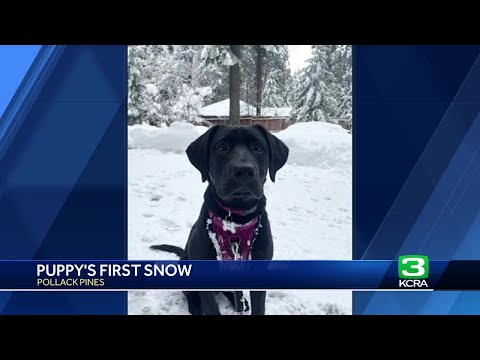 Northern California snow viewer submissions | Puppy's first snow