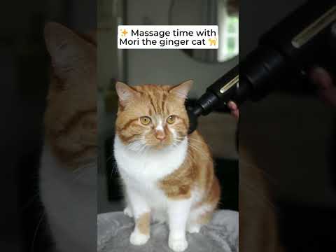 Mori gets massaged! 😻 🐈 #GingerCat #gingercats #orangecats #Kitty #cutecats