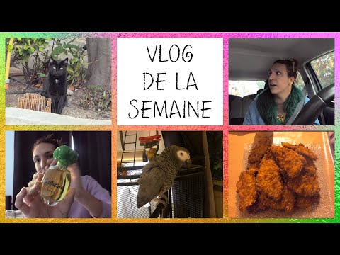 🦜VÉTO POUR PABLO + UNBOXING PARFUM CABOTINE DE GRÈS + DÉPRIME HIVERNALE