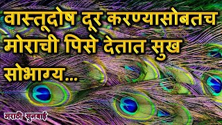 Vastu Tips || वास्तूदोष दूर करण्यासोबतच मोराची पिसे देतात सुख सोभाग्य #Peacock #SukhSamadhan #vastu