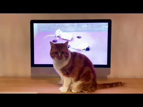 😸 Mori Watches Cat TV 📺 🦜 🐁 Bird Sounds 🔊