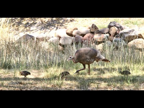 Wildlife camera at water tank in Chiricahua Mountains south east Arizona Cochise Co Live streaming