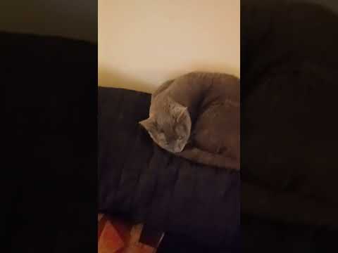 Two cats on top of the couch