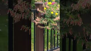 Hummingbird drinking from flowers a couple months ago 😀 #hummingbird #hummingbirdlove #nature