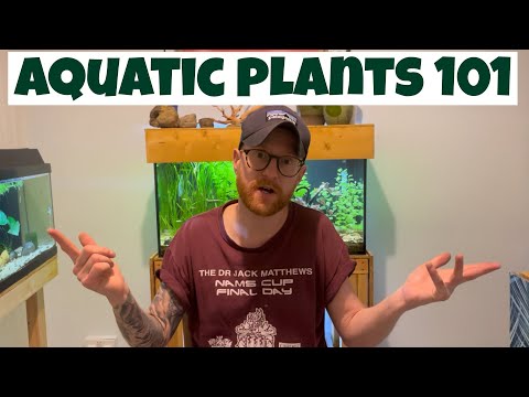 BEGINNERS GUIDE TO AQUATIC PLANTS!