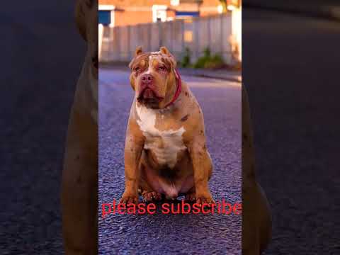 pitbull dog video #short #shorts #viral short