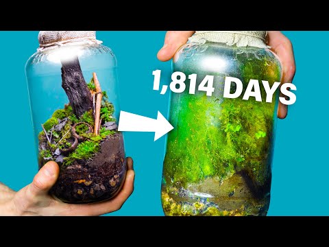 I Made a Free Terrarium 1,814 Days Ago. How Is It?