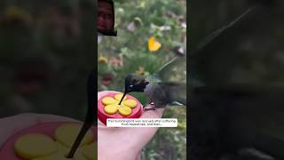 #birds #hummingbird #hummingbirdlover #nature #hummingbirdfeeder #animals #hummingbirdmoth #rescue