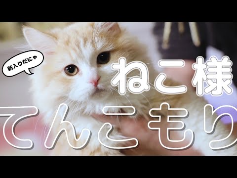 うちの猫がかわいすぎる件