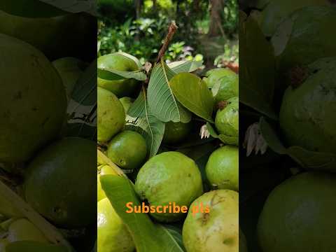 Satya dreams chaser#kitchen gardening #nature love#viral video