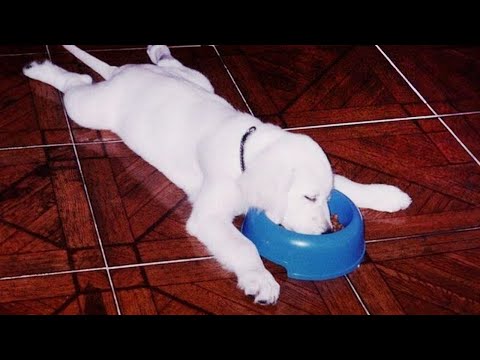 Top LAZIEST Dogs of ALL TIME 🤣🐶 NEW Funny Dog Videos