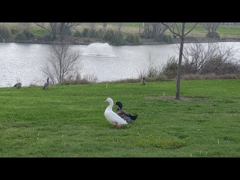 RAW | Ducks run through a hailstorm in Sacramento