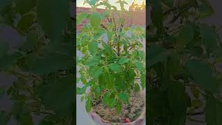 Tulsi ki jaankari #gardening #tulsi #astrology #motivation #trending #ytshorts #shorts #viralshorts