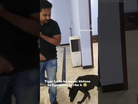 My dog |#mydog#minivlog #minivideo #dog#doglover #happydiwali #shortvideo