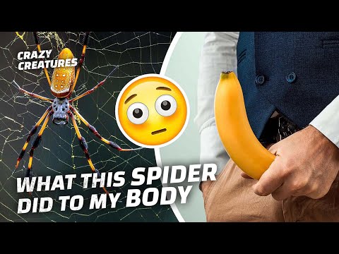 This Spider’s Bite Has the Most NSFW Side Effect