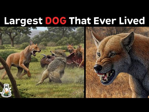 The Biggest DOG That Ever Roamed The Earth