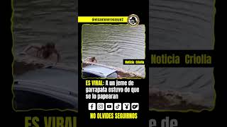 Se salvó de milagro! #caiman #noticias #esviral #viral #rio #llano #amazing #short #creator #fyp