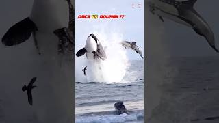 Orca whales hunting dolphins #dolphin #killerwhales #whale #yearofyou