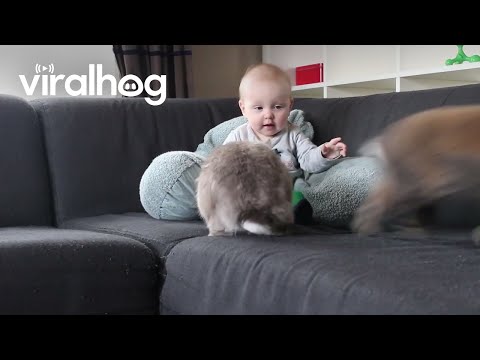 Rabbits Don't Believe In Sharing With Baby || ViralHog