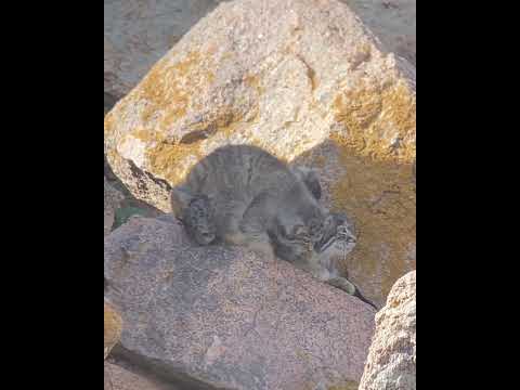 Pallas cat~ OOPS!