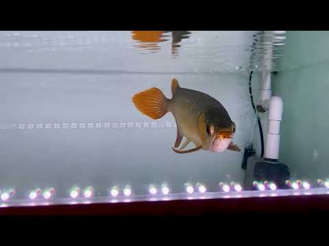 Stunning Arowana Aquarium with Lively Tiny Shrimps