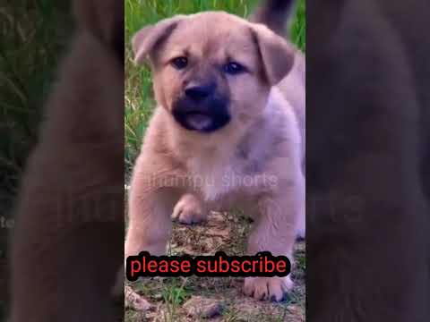 cute cute puppies #shorts #shortsvideo #short #puppies