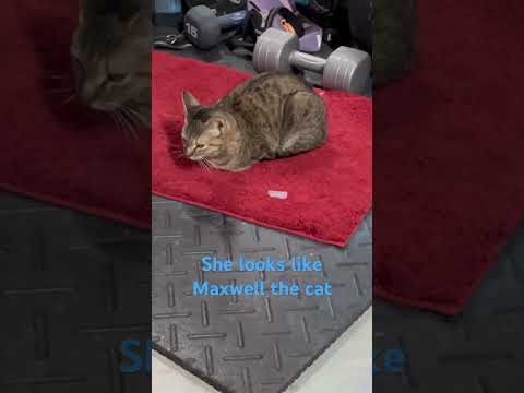 Basically Maxwell the cat #maxwellcat