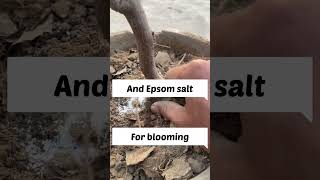 How to get more flowers in Bougainville follow these steps #care #bougainvillea #plants