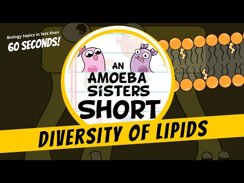 Diversity of Lipids - Amoeba Sisters #Shorts