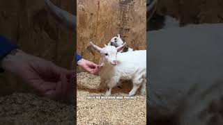 What do you think — should we bring these boys home? #raisinggoats #homesteadlife #hobbyfarm