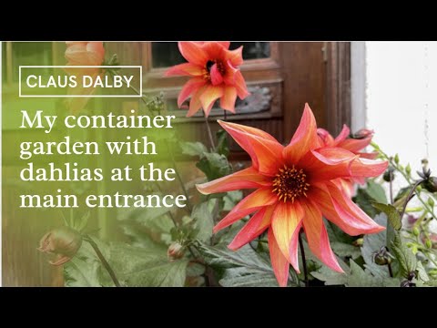 My container garden with dahlias at the main entrance