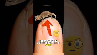 The smallest reptile🦎😮 #facts #animals #shorts