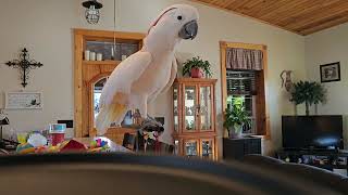 Will A Cockatoo Eat French Toast ??