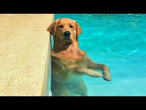 Dogs Running on Empty Brain Cells 🤣🐶 NEW Funny Dog Videos