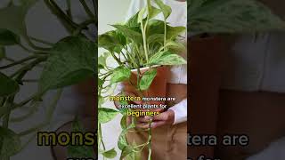 TOP 5 "HARD TO KILL" HOUSEPLANTS | LOW MAINTENANCE| Beginner's Indoor Plants| BirdofParadise |