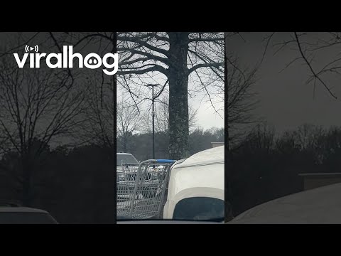 Realistic Eye In Tree Stops Family || ViralHog