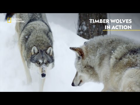 Winter’s Rule | America's Wild Frontier | हिंदी | Full Episode | S1 - E3 | Nat Geo Wild