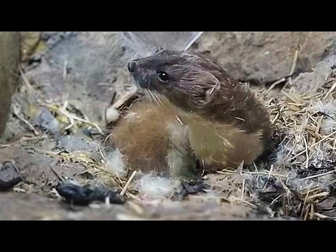 Stoat Falls Asleep Under Silky Spider Web Tent | Discover Wildlife | Robert E Fuller