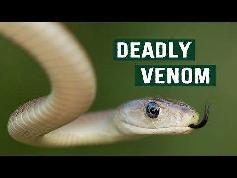 Venomous Hunting: The Slow Demise Of Prey