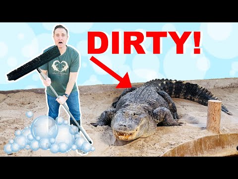 I Gave My Alligators A Bath!