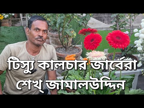 শেখ্ জামালউদ্দিন দার টিস্যু কালচার জারবেরা|How to Grow Tissue culture Gerbera|পুষ্পকাহন|